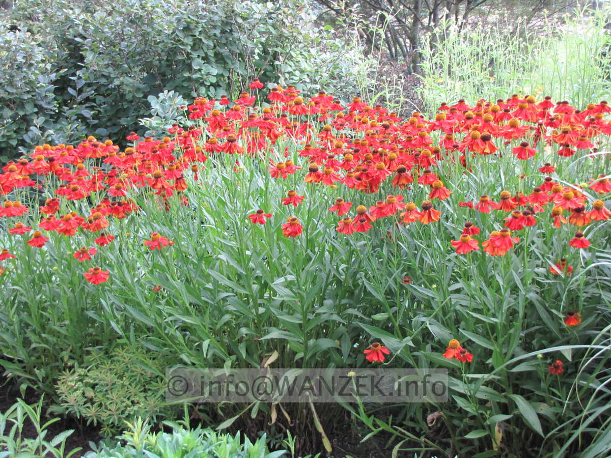 Helenium Hybride Rubinzwerg 3.JPG